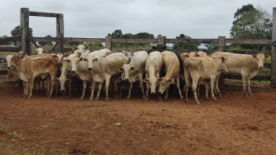 Imagem da notícia Cinco bezerras morrem afogadas após rebanho fugir de piquete em fazenda de Coxim